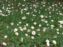 Daisies