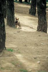 loup-silba-2.jpg