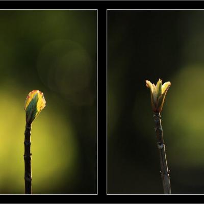 Plante qui pousse c thomas valadon